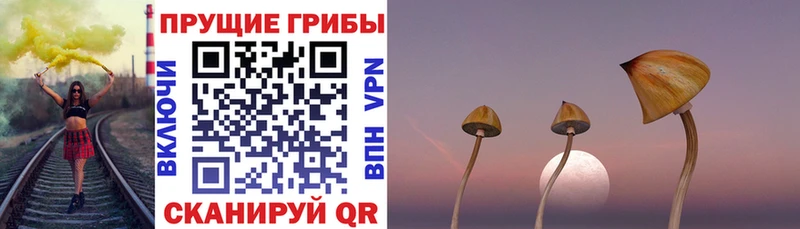 цена наркотик  Красноярск  гидра ТОР  Галлюциногенные грибы Magic Shrooms 